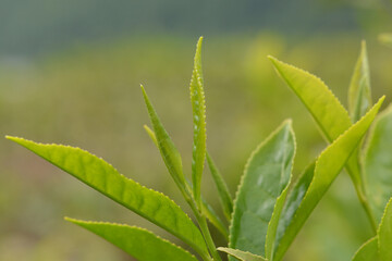 Tea on the plantation