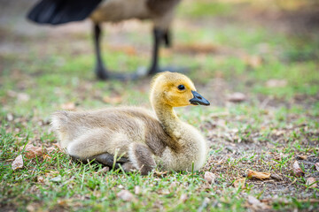 Closeup of one single baby gosling goose bird chick on lawn grass lying down with bokeh background of adult parent mother