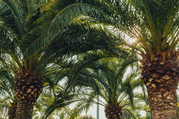 Tropical palm leaves with sunbeams, floral drawing background, real photo