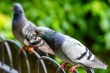Closeup of many pigeons birds sitting perching on metal railing fence with bokeh blurry background in London England UK in St James's park