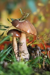 prawdziwek  © Katarzyna