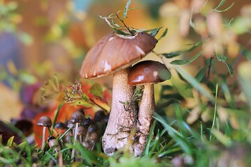 grzyb jadalny © Katarzyna