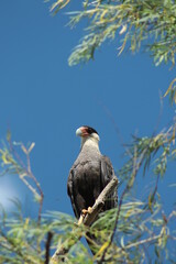 Carancho - Ave rapaz