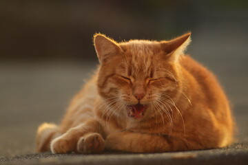 rudy  kot  śpi  na  dachu  garażu  w  pogodny  dzień