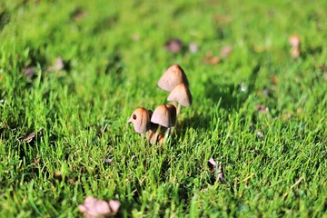 grzyb © Katarzyna
