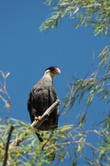 Carancho - Ave rapaz