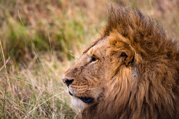 lion Panthera leo is a large cat of the genus Panthera native to Africa and India. It has a...