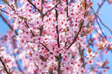 Spring background, flowering trees. Pink sakura flowers in sunny weather