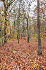 Hamburg, Germany. The Harburg Hills (German: Harburger Berge), a landscape of hilly forests, in autumn.