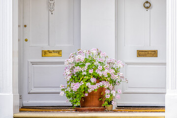 Pink white color geranium flower basket box potted pot decoration in summer by doorstep porch of doors with mail slots and knob knockers in Chelsea, London UK window