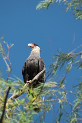 Carancho - Ave rapaz