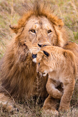 lion Panthera leo is a large cat of the genus Panthera native to Africa and India. It has a...