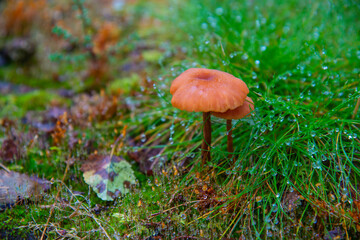 Mushroom in the autumn forest