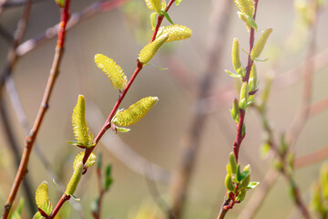 Willow branch with catkins on a blurred background
