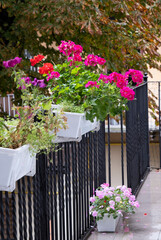 The blossoming geranium flowers
