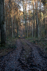 Road in the autumn forest , path in the woods