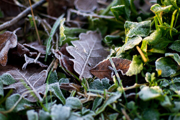 frost on leaf