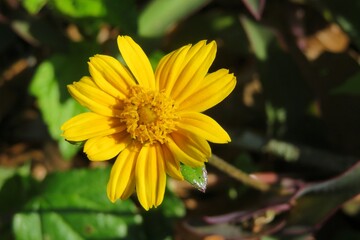 Yellow sphagneticola flower in the garden, closeup