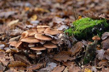 mushrooms in the autumn forest , mushrooms macro in forest , Mushroom in the forest close up