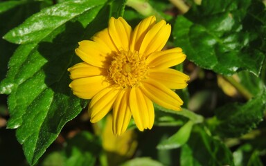 Beautiful yellow flower in the garden