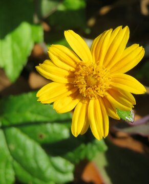 Yellow sphagneticola flower in Florida nature, closeup