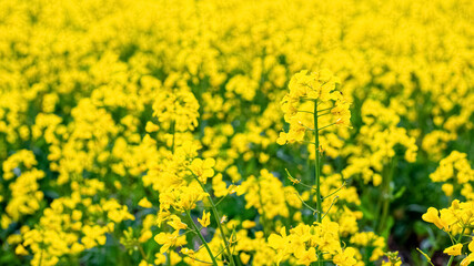 Fototapeta premium Rapeseed blossoms, yellow rapeseed flowers in the field