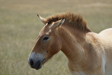 Fototapeta premium Beautiful Przewalski's horse grazes in the meadow
