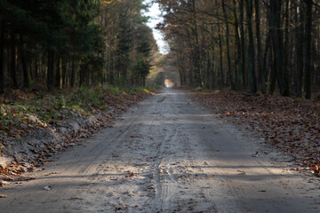 Obraz premium Road in the autumn forest , path in the woods
