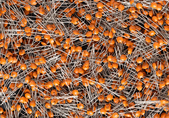 Radio components background. A lot of disc ceramic capacitor of orange color close-up. Capacitor specifications: 18pF 50v.