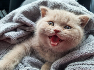 Cute pet animal; British shorthaired kitten laughing, smiling