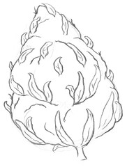 Hand pencil drawn cannabis hybrid bud