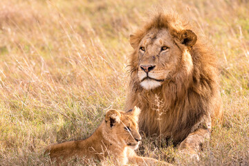 lion Panthera leo is a large cat of the genus Panthera native to Africa and India. It has a...