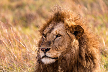 lion Panthera leo is a large cat of the genus Panthera native to Africa and India. It has a...
