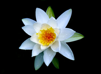 Lotus flower. Beautiful water lily close-up of white color. On a black background. - 396854781