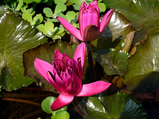 Lotus flower. Beautiful water lily close-up of pink and lilac color. - 396854911