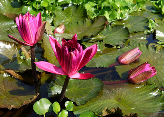 Lotus flower. Beautiful water lily close-up of pink and lilac color. - 396854945