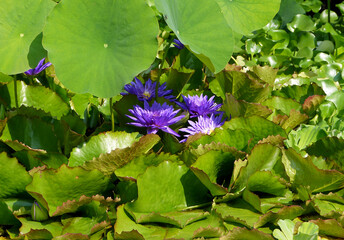 Lotus flower. Beautiful water lily close-up of blue and lilac color. - 396854968