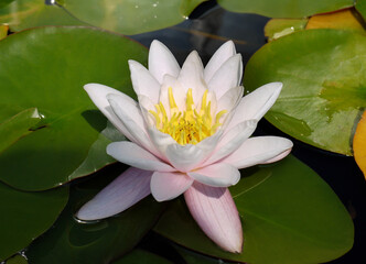 Lotus flower. Beautiful water lily close-up of white color. - 396855122