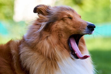 Amerikanischer Langhaar Collie Lassie