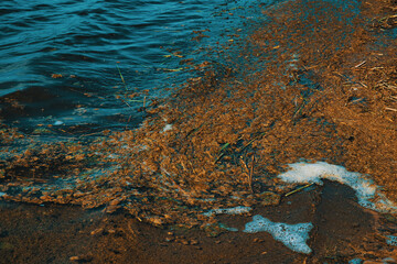Water pollution in a pond, river, lake. Concept of water pollution, sludge formation.