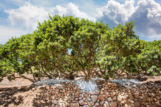 Greece island; Chios island mastic tree. Travel concept photo.