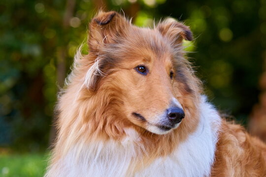 Amerikanischer Langhaar Collie Lassie