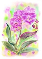 Phalaenopsis pink Big Lip orchid on a colored background, Spottion variety, watercolor drawing, print for poster, postcard and other designs.