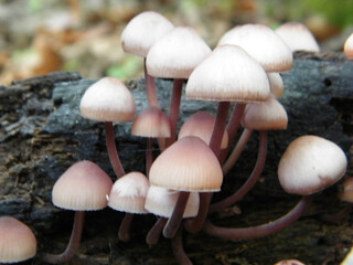 Mushrooms in the woods