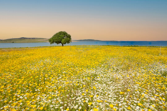 Meadow grass landscape and a single tree (Izmir / Sakran / Aliaga / Turkey)