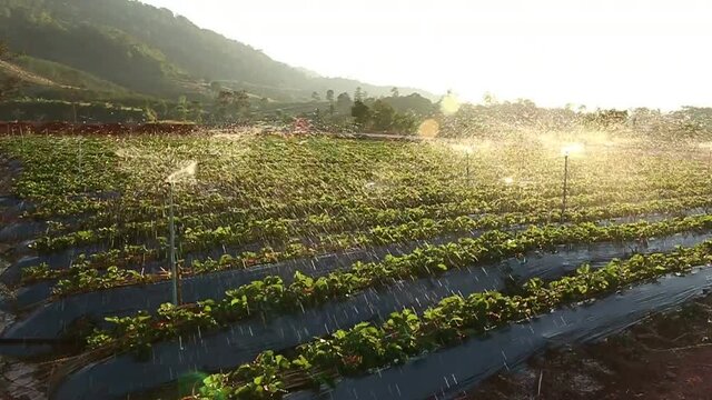 rows of Strawbery in vineyard.