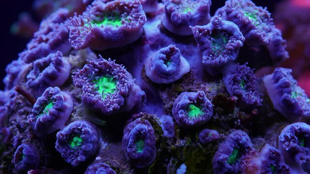 Blastomussa Coral moving time lapse close up