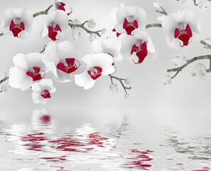 Wallpapers White orchid flowers with reflection in water 3d rendering