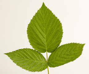 Naklejka na ściany i meble Triple green raspberry leaf isolated on a white background