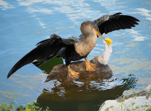 A Sunning Anhinga with Trash Intangled in It's Beak which Will Eventually Die to Human Carelessness